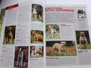 Журнал Friend Dog Amstaff, № 4, апрель 2012 г.