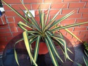 Yucca filamentosa &quot;Color Guard&quot; XXL Producent inna