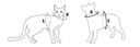 Postroj pre malého psa mačka typu GUARD beztlakový reflexný vodítko ZADARMO M Veľkosť M