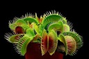 Набор для выращивания венериной мухоловки Dionaea Muscipula
