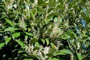 Изгородь из лавровишни Prunus laurocerasus Genolia ВЫСОКАЯ 60-80см