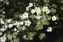 Водяной Лютик для пруда Ranunculus Aquatilis