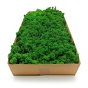 Альпийский мох 500г.