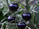 Набор для выращивания томатов Блэк Черри