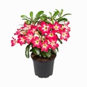 ADENIUM OBESUM XL DESERT ROSE БОЛЬШОЙ ПЛОТНЫЙ саженец 35-50 СМ