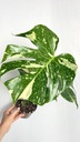 Monstera Thai Constellation – gyűjtői változat krémes színezéssel Latin megnevezés monstera deliciosa