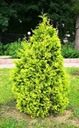 THUA AURESCENS THUJA WESTERN TRUTH RARITY P9