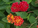 LANTANA OBYČAJNÁ ČERVENÁ LANTANA CAMARA RED 10 N Druh Okrasný ker