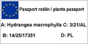 Hortenzie, Hortenzie paniculata Limelight 1-614 Charakteristické vlastnosti nenáročné na starostlivosť