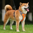 Szelki treningowe spacerowe dla psa ASTRO pomarańczowe rozmiar XL Kolor odcienie pomarańczowego