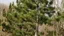 Sosna czarna PINUS NIGRA wysokie drzewo sadzonka W DONICY Nazwa łacińska pinus nigra