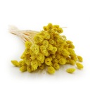 Фаларис ЖЕЛТЫЙ Канарская трава, канарейка, бохо