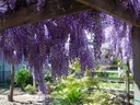 Глициния китайская Wisteria Sinensis для бонсай и не только, семена 1 шт.