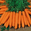 Амстердамская морковь Амстердам 3-ранние семена