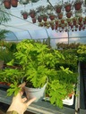 Герань Ангинка Лекарственное растение Pelargonium Graveolens XL АНТИКОМАРНАЯ