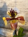 Paphiopedilum wardii 30см Орхидея азиатская блеклая