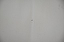 CAPOT COUVERCLE MOTEUR NISSAN QASHQAI J10photo 7