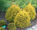 ТУЯ РЕЙНГОЛД ТУЯ DWARF THUJA GOLDEN P9