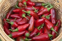 Набор для выращивания перца халапеньо чили - перцы