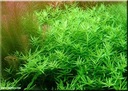 Rotala rotundifolia green [2 sadzonki] Rodzaj rośliny średniego wzrostu