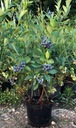 Blueberry Early Blue САМАЯ РАННЯЯ EarliBlue уже ПЛОДОВАЕТ сладко.