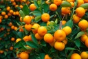 Набор для выращивания растений: Семена мандарина, Мандариновое дерево.
