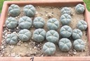 KAKTUSY. KAKTUSY. Lophophora williamsii GM 597,2