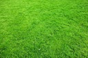 TRÁVA RYCHLO RASTÚCA Zelený Koberec 5kg tráva EAN (GTIN) 5907472103428