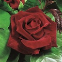 Роза крупноцветковая Бургундская 1 шт. Саженцы крупноцветковых роз Розы.