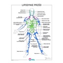 АНАТОМІЧНИЙ ПОСТЕР LIPODYNA ПЕРЕДНИЙ БЕЗ РАМКИ 30X40 CM S SkładOWSKI