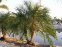 Exotické Semená Palmy Datle Palma Datle Phoenix roebelenii Datle Hmotnosť 0 g