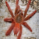 Pseudoclamoris gigas Цитрусовый тарантул 2,5 см