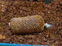 Наживка Tandem Baits 1000 Мл 1000Ml