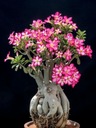 Adenium Obesum Desert роза цветущее растение