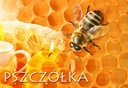 Matki pszczele UNASIENNIONE CT83, Sklenar, Hinderhoffer