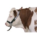 Недоуздок, обвязка для крупного рогатого скота на цепочке Profi