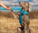Reflexné postroje pre psa TRUELOVE MODRÁ XL Druh výcvikový postroj/easy walk