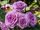 Фиолетовая крупноцветковая роза.
