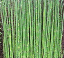 Вечнозеленый бамбуковый хвощ 12 шт.