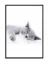 КАРТИНА, ПОСТЕР В РАМКЕ 33х43 см Кот П502
