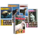 Картамунди квартет кошек