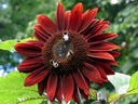 SLNEČNICA OKRASNÁ RED SUN – ČERVENÝ HELIANTHUS Odroda Słonecznik ozdobny RED SUN – czerwony (Helianthus annuus)