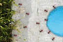 ПОРОШОК ЯДОВЫЙ ПРЕПАРАТ ДЛЯ ЛИЧИНКИ МУРАВЬЕВ ПРОТИВ муравьев NO PEST 20Г