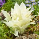 Hosta Funkia White Feather корневище 1 шт.