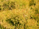 ТУЯ РЕЙНГОЛД ТУЯ DWARF THUJA GOLDEN P9