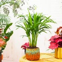 АРЕКА - LIVING Увлажнитель воздуха Dypsis lutescens - Растение для дома