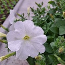 Белая петуния гибридная для балкона, подвесной цветочный горшок, цветы для сада