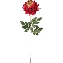 Chryzantéma veľká single v bordovej farbe Stav balenia žiadne balenie