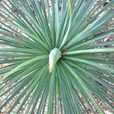 Mrazuvzdorná Jukka Rostrata (Yucca rostrata) do - 20 C semená 3 ks Štýl japonská záhrada moderná záhrada skalka stredomorská záhrada vidiecka záhrada