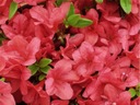 Azalia japońska MARUSCHKA Czerwona miniatura Na skalniak Rabaty Na balkon Rodzaj rośliny różaneczniki i azalie